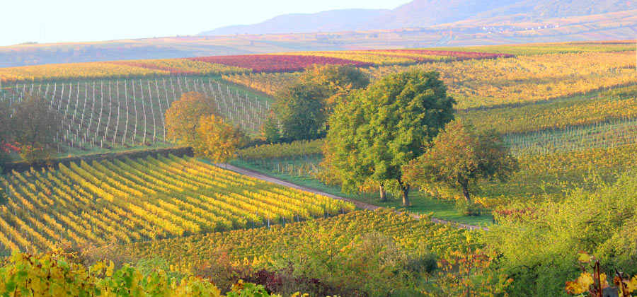 Weinreben Landschaft in der Pfalz