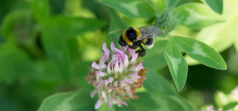 Naturschutz – Insekten im Weinberg