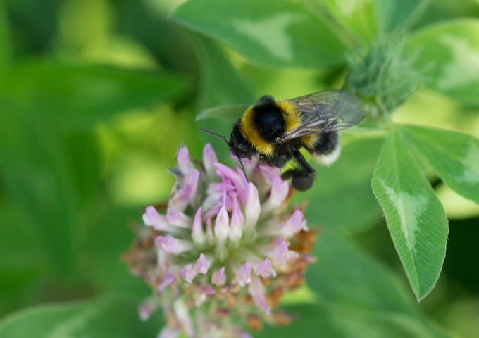 Naturschutz, Insekten im Weinberg