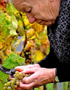 Die frühere Chefin stand bis ins hohe Alter selbst im Weinberg, wie hier bei der selektiven Lese.