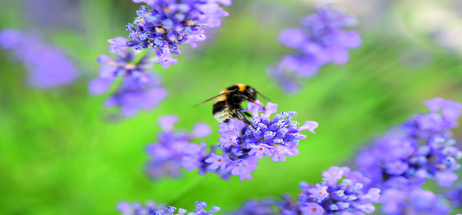 Biene auf Blüte von Wildlavendel