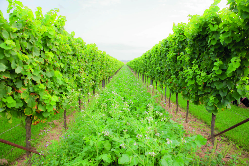 Bioweinberge mit Dauerbegrünung, Wildblumenwiese