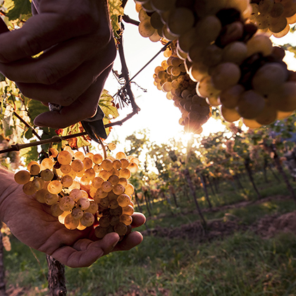 Vielfalt- aus dem Besten wählen